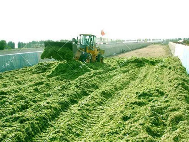 crushed green silage